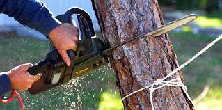 Best Pest Control for Lawns  in Talpa, NM