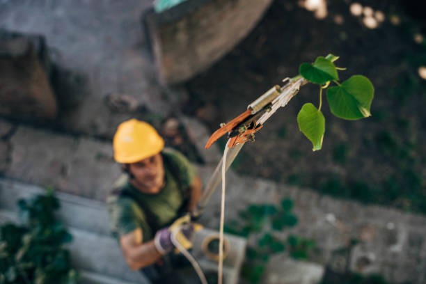 Best Tree Cabling and Bracing  in Talpa, NM