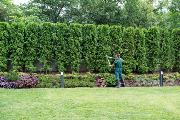Best Emergency Tree Removal  in Talpa, NM