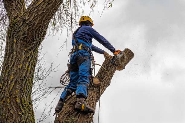 Best Leaf Removal  in Talpa, NM