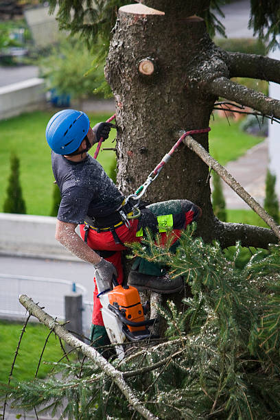 Best Hedge Trimming  in Talpa, NM