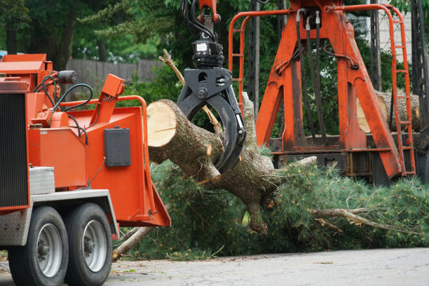 Best Utility Line Clearance  in Talpa, NM