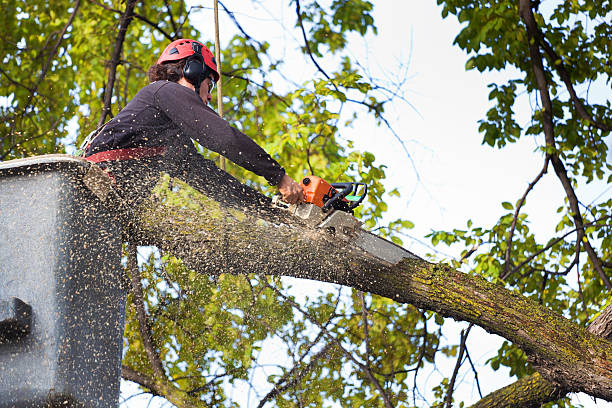 Best Lawn Maintenance Plans  in Talpa, NM