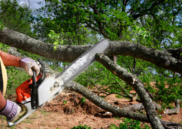 Best Tree Mulching  in Talpa, NM